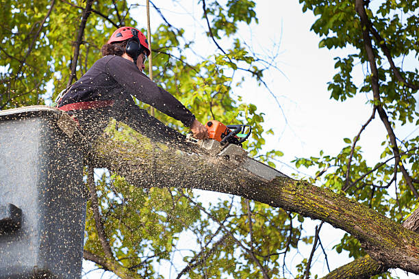 Best Lawn Watering Services  in Tontitown, AR